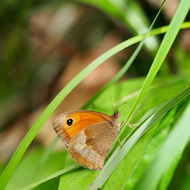 Maniola jurtina (Nymphalidae Satyrinae)